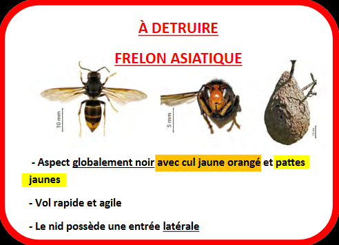Frelon asiatique Aloxe-Corton